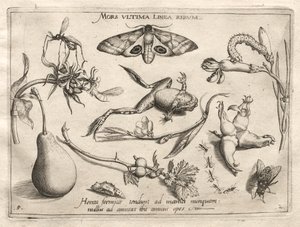 Arketyper och studier: Döden är linjen som markerar slutet på alla del II, plåt 5, 1592. av Joris Hoefnagel