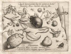 Arketyper och studier: Vad kan dyka upp i enlighet med ett sådant kavernöst löfte, 1592. av Joris Hoefnagel