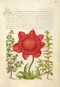 Basilika Timjan, Vallmo Anemone och Myrten av Joris Hoefnagel