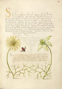 Svarta Cumins och Insect av Joris Hoefnagel