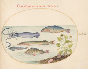 Fisk, ca 1575-80 av Joris Hoefnagel