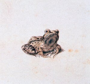 Grön groda, 1500-talet av Joris Hoefnagel