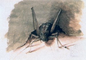 Grön gräshoppa, 1500-talet av Joris Hoefnagel