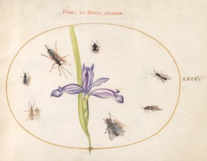 Insekter, ca 1575-80 av Joris Hoefnagel