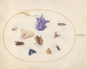 Insekter, ca 1575-80 av Joris Hoefnagel