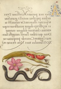 Njurböna, vallmoanemon och huggorm av Joris Hoefnagel