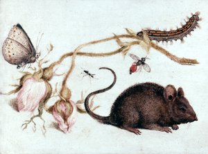 Mus, blomma och insekt, 1500-talet. av Joris Hoefnagel