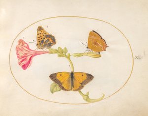 Tavla 10: Brunt hårstrån, silvertvättad fritillary och grumlade gula fjärilar på en fyra-o
