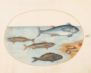 Plansch 11: Fyra fiskar och snäckskal av Joris Hoefnagel