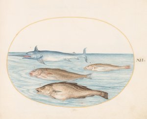 Tallrik 12: En svärdfisk och tre andra fiskar av Joris Hoefnagel