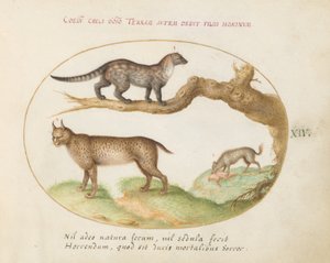 Plåt 14: En civet, ett lodjur och en hyena av Joris Hoefnagel