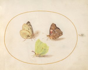Plansch 14: citronfjäril, tistelfjäril och höfjäril av Joris Hoefnagel