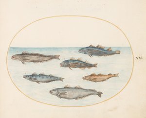 Plansch 15: Sex "Asellorum"-fiskar (torsk?) av Joris Hoefnagel