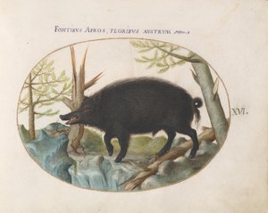 Tallrik 16: Vildsvin av Joris Hoefnagel
