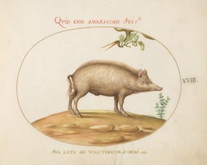 Tallrik 18: En gris med ekollon av Joris Hoefnagel
