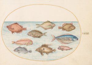 Plansch 18: svinfisk, rakfisk, smörfisk, en sanktpersfisk och andra fiskar av Joris Hoefnagel
