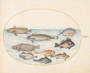 Tallrik 19: En damselfish och annan fisk, inklusive två "Coracinis" av Joris Hoefnagel