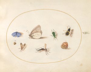 Tallrik 19: Två fjärilar med fem andra insekter av Joris Hoefnagel
