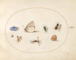 Plansch 19: två fjärilar med fem andra insekter av Joris Hoefnagel
