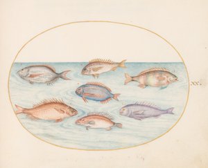 Tallrik 20: Havsbraxen, Dentex, Sargo och annan fisk av Joris Hoefnagel