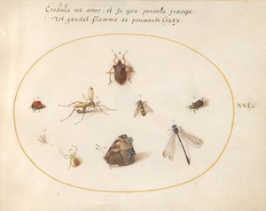 Tallrik 21: En fjäril med en trollslända, en nyckelpiga och fem andra insekter av Joris Hoefnagel