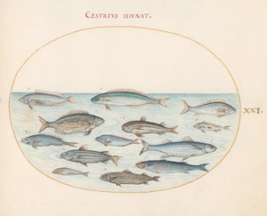 Tallrik 21: Torsk(?) och annan fisk av Joris Hoefnagel