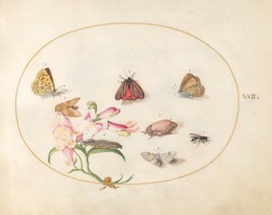 Plansch 22: en bloddroppe och en ollonborre med fjärilar, andra insekter och en lejongap av Joris Hoefnagel