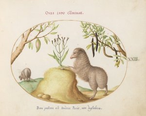 Tavla 23: Ett får med fet svans, ett får med en lång svans, en "Cassia purgatrix" och andra växter av Joris Hoefnagel