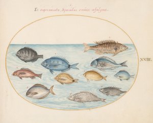 Plansch 23: Braxen(?) och andra fiskar av Joris Hoefnagel