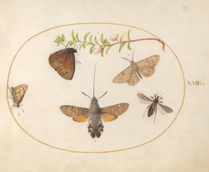 Tallrik 23: Hökfjäril, fjärilar och andra insekter runt en snöbärskvist