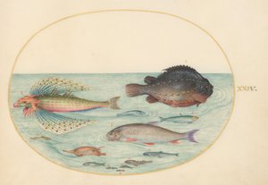Plansch 24: flygande knot, hanne av stenbit, långtaggig snäppfisk och andra fiskar av Joris Hoefnagel