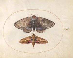 Plåt 25: Blue Underwing Moth och Spurge Hawk Moth av Joris Hoefnagel