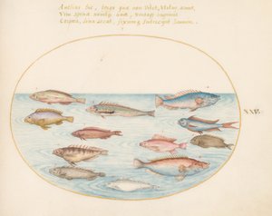 Tallrik 25: Medelhavsregnbågsläpfisk, annan läppefisk, en svalstjärtsabborre(?), flera "Anthiae" och andra fiskar av Joris Hoefnagel