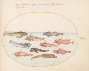 Tallrik 26: Gurnards, Dragonets och Other Fish av Joris Hoefnagel