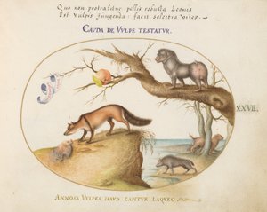 Skylt 27: En korsräv, en hyena/babian, en "havsvarg" och en gulon (järv?) av Joris Hoefnagel