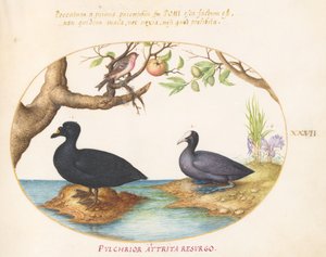 Tallrik 27: En anka(?), en sothöna och en rosenfink(?) av Joris Hoefnagel