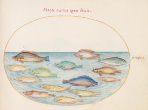 Tallrik 28: Havsbraxen(?) och annan fisk av Joris Hoefnagel