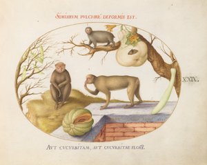 Tallrik 29: Två apor, en "Arctopithecus" (Sloth?) och frukt av Joris Hoefnagel
