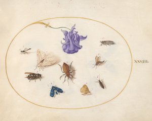 Tallrik 33: Mal och fjäril med andra insekter och en akleja av Joris Hoefnagel