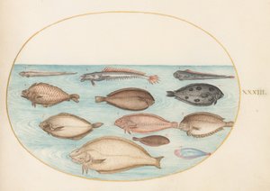 Tallrik 33: Tunga och annan plattfisk med bandfisk(?) av Joris Hoefnagel