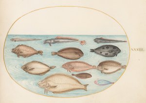 Plansch 33: tunga och andra plattfiskar med bandfisk(?) av Joris Hoefnagel