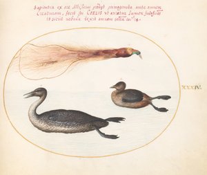 Tallrik 34: Paradisfågel med Merganser(?) och dopping(?) av Joris Hoefnagel