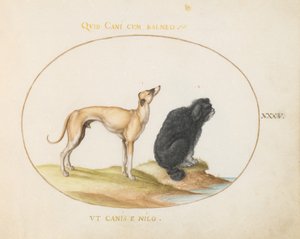 Skylt 35: En hund och en vattenspaniel av Joris Hoefnagel