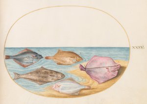 Plansch 35: Undersidorna av piggvar(?) och andra plattfiskar av Joris Hoefnagel