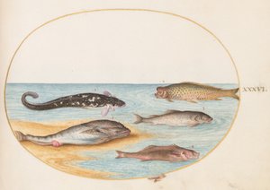 Plansch 36: Fem fiskar, däribland karpar(?) av Joris Hoefnagel