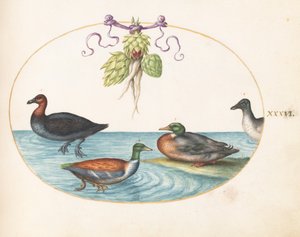 Tallrik 36: Rödbröstad marganser, shoveler och två andra vattenfåglar med kronärtskockor av Joris Hoefnagel
