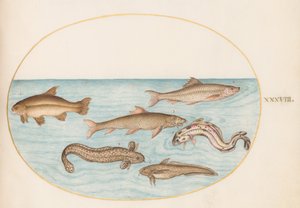 Skylt 38: lake, rockling och annan fisk av Joris Hoefnagel