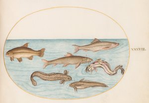 Plansch 38: lake, skärlånga och andra fiskar av Joris Hoefnagel