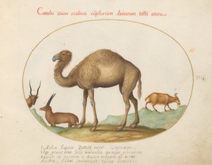 Plåt 3: Kamel, stenbock och get av Joris Hoefnagel