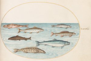 Tallrik 40: Lax, öring och sötvattens(?) fisk av Joris Hoefnagel